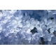 Фотообои MXL-00063 Сирень в холодных тонах, цветы крупным планом №1