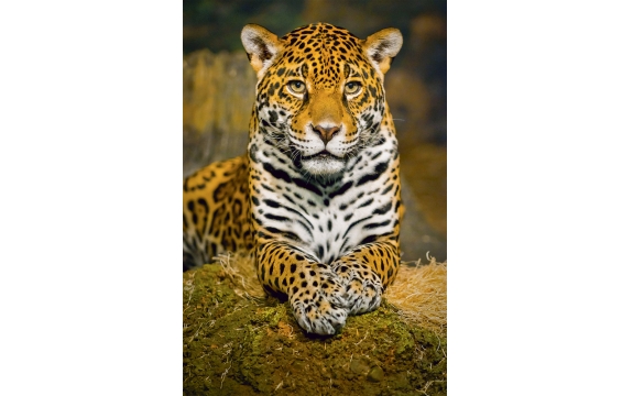 Фотообои FTP-03-00022 Леопард на камне