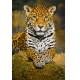 Фотообои FTP-03-00022 Леопард на камне №1