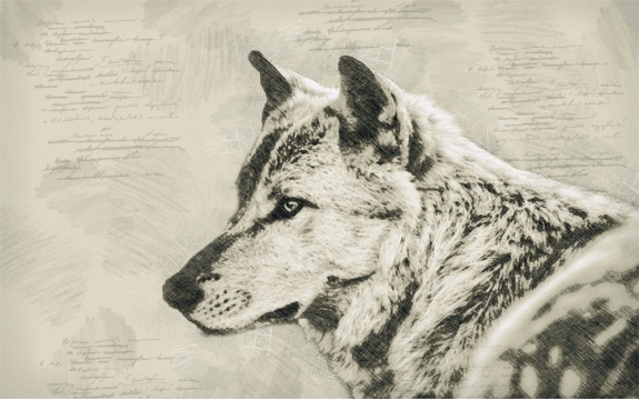 Фотообои FTXL-03-00009 Волк в стиле карандашного рисунка