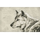 Фотообои FTXL-03-00009 Волк в стиле карандашного рисунка №1
