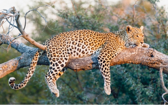 Фотообои FTXL-03-00006 Леопард на дереве, животные Африки