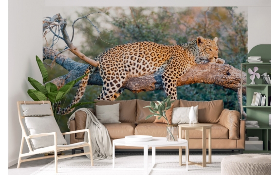 Фотообои FTXL-03-00006 Леопард на дереве, животные Африки №1