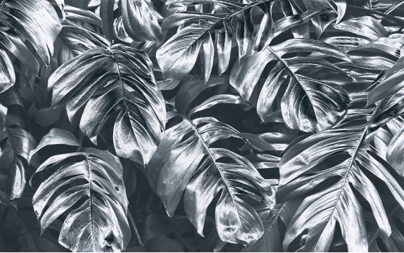 Фотообои FTXL-01-00116 Серебряная монстера, свисающие листья