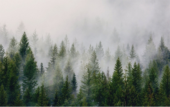 Фотообои FTXL-01-00113 Туман над еловым лесом, туманные ели, природа