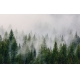 Фотообои FTXL-01-00113 Туман над еловым лесом, туманные ели, природа №1