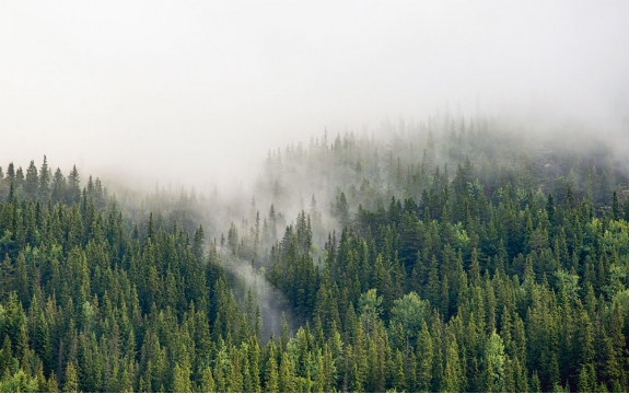 Фотообои FTXL-01-00112 Туман в еловом лесу, мистическая природа