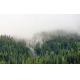 Фотообои FTXL-01-00112 Туман в еловом лесу, мистическая природа №1