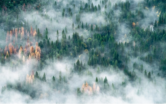 Фотообои FTXL-01-00110 Туман над вершинами елового леса, осенняя природа