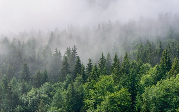 Фотообои FTXL-01-00109 Ели в тумане, природа и лес после дождя