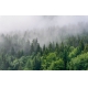 Фотообои FTXL-01-00109 Ели в тумане, природа и лес после дождя №1