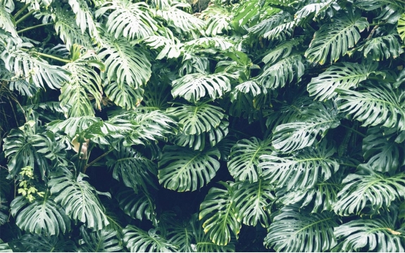 Фотообои FTXL-01-00117 В листьях монстеры, зеленые джунгли