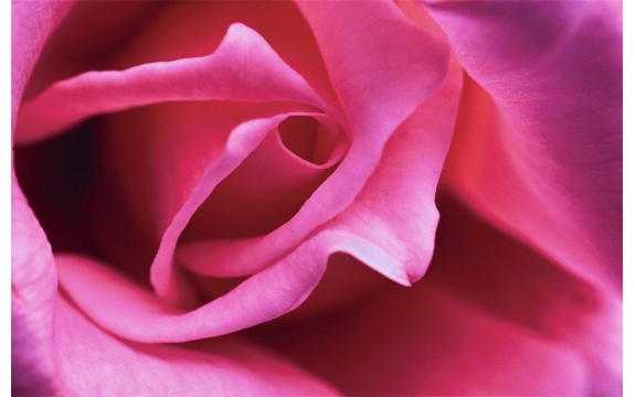 Фотообои FTS-06-00016 Роза розовая крупным планом