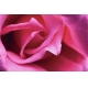 Фотообои FTS-06-00016 Роза розовая крупным планом №1
