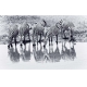 Фотообои FTXL-03-00012 Зебры на водопое, животный мир саванны №1
