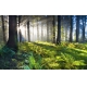 Фотообои FTXL-01-00119 Рассвет в лесу, туманная природа №1