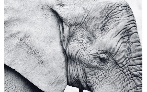 Фотообои FTL-03-00019 Слон в черно-белом