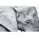 Фотообои FTL-03-00019 Слон в черно-белом №1