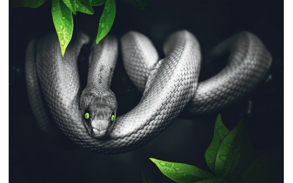 Фотообои FTL-03-00018 Зеленоглазая змея в черно-белом