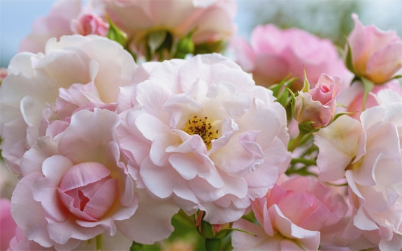 Фотообои MXL-00181 Розы в саду, крупные цветы в розовых тонах