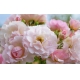 Фотообои MXL-00181 Розы в саду, крупные цветы в розовых тонах №1