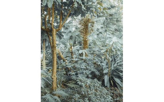 Фотообои MVV-00050 Тропический лес в нежных тонах