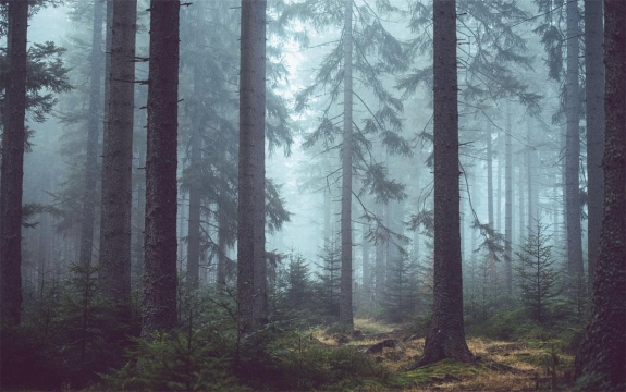 Фотообои FTXL-01-00125 Таинственный лес в тумане, осенняя природа