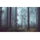 Фотообои FTXL-01-00125 Таинственный лес в тумане, осенняя природа №1