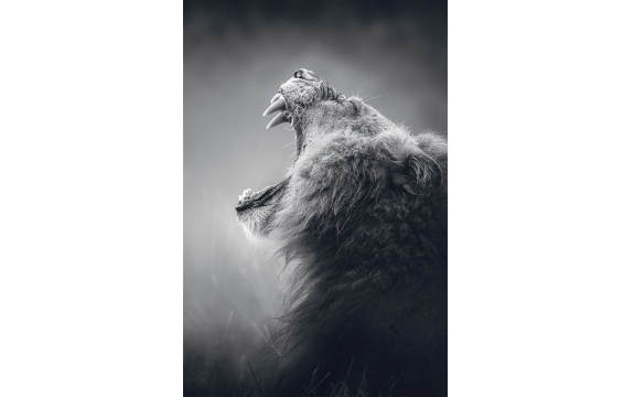 Фотообои FTP-2-03-00001 Рычащий лев в черно-белом стиле
