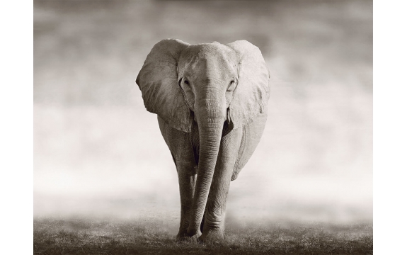 Фотообои FTP-4-03-00003 Красивый слон в бежевых тонах