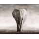 Фотообои FTP-4-03-00003 Красивый слон в бежевых тонах №1