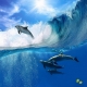 Фотообои FTP-3-03-00004 Дельфины в море, морские волны, подводный мир №1