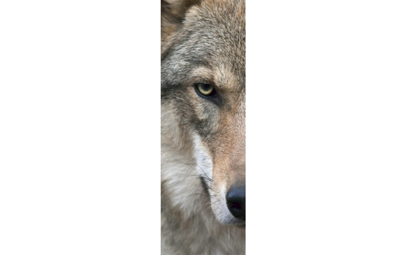 Фотообои FTP-1-03-00005-1 «Суровый взгляд волка»