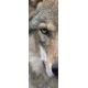 Фотообои FTP-1-03-00005-1 «Суровый взгляд волка» №1