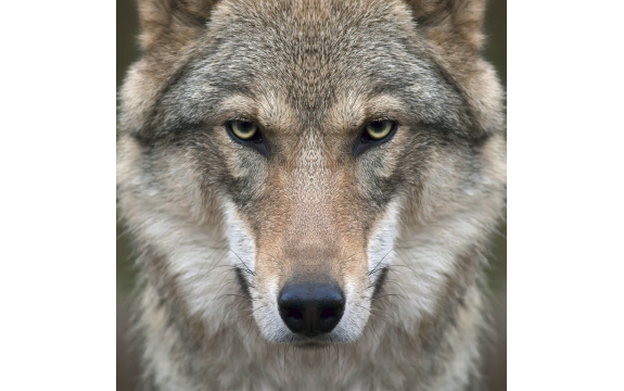 Фотообои FTP-3-03-00005 Грозный волк
