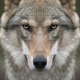 Фотообои FTP-3-03-00005 Грозный волк №1