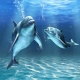 Фотообои FTP-3-03-00007 Дельфины в море, подводный мир №1