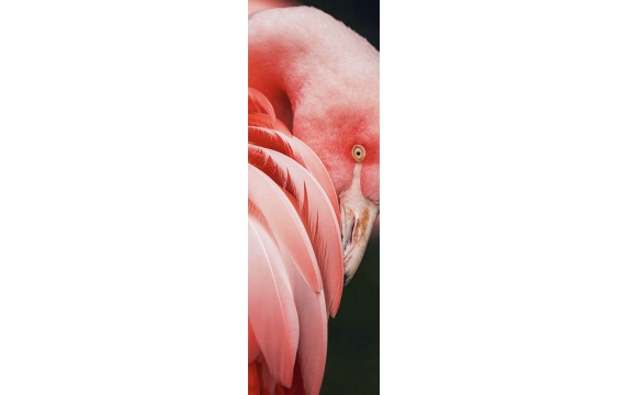 Фотообои FTP-1-03-00008 Фламинго под крылом
