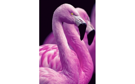 Фотообои FTP-2-03-00008 Розовые фламинго на темном фоне