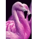 Фотообои FTP-2-03-00008 Розовые фламинго на темном фоне №1
