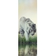 Фотообои FTP-1-03-00009 Белый тигр на озере №1