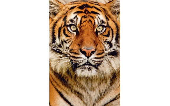 Фотообои FTP-2-03-00009 Портрет тигра