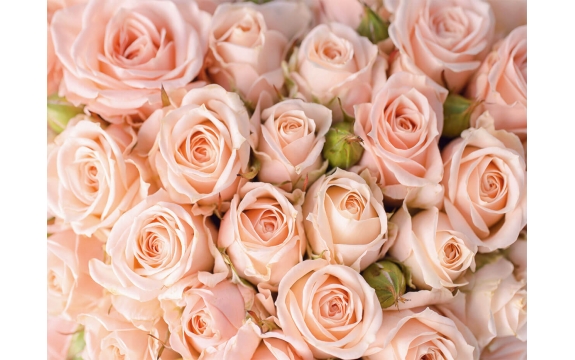 Фотообои FTP-4-06-00001 Розы розовые, большие бутоны цветов