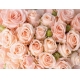 Фотообои FTP-4-06-00001 Розы розовые, большие бутоны цветов №1