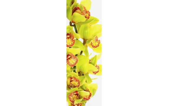 Фотообои FTP-1-06-00002 Зеленые орхидеи