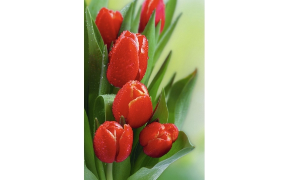 Фотообои FTP-2-06-00002 Тюльпаны ярко-красные