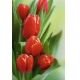 Фотообои FTP-2-06-00002 Тюльпаны ярко-красные №1