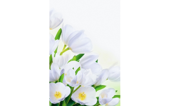 Фотообои FTP-2-06-00004 Тюльпаны, белые цветы