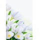 Фотообои FTP-2-06-00004 Тюльпаны, белые цветы №1