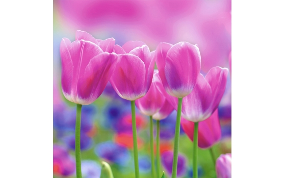 Фотообои FTP-3-06-00004 Тюльпаны, цветы в розовых тонах